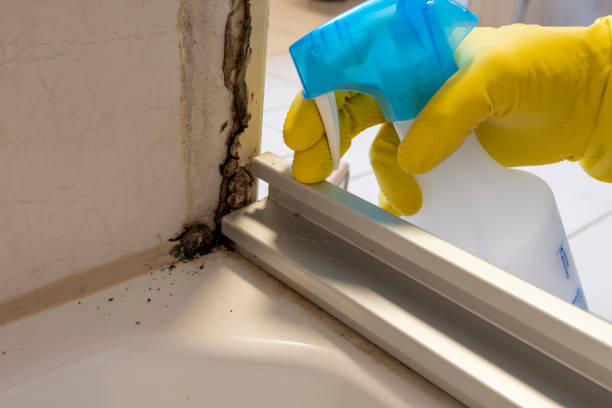 Professional Mold Remediation in Cocoa Beach, FL