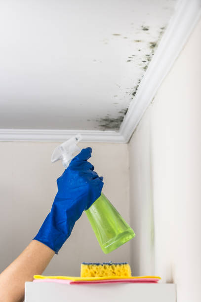 Best Attic Mold Remediation in Cocoa Beach, FL